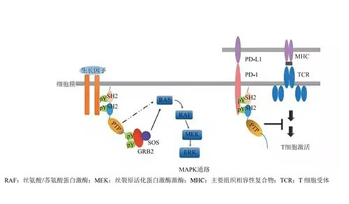 hjc黄金城助力淩達生物SHP2變構抑製劑RG001片獲批臨床.jpg