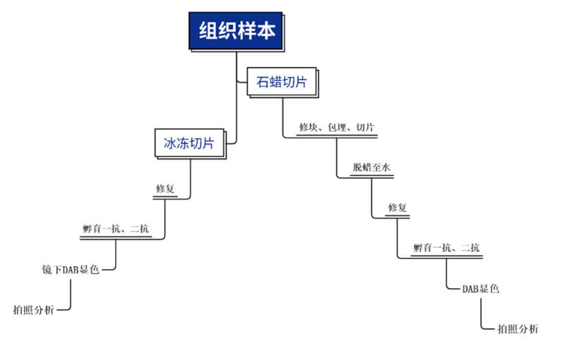 免疫組化處理流程.jpg