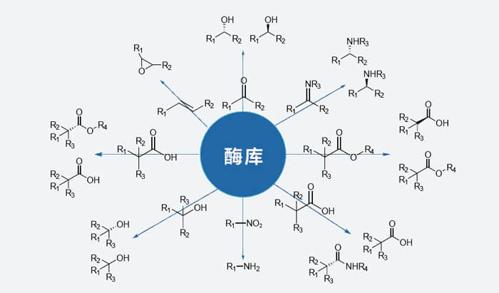 酶庫.jpg