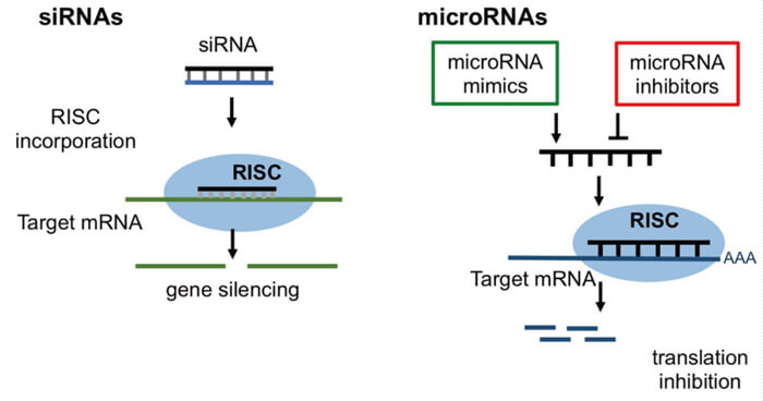 5-RNAi的作用機製.jpg