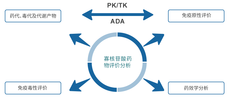 寡核苷酸藥物評價分析.jpg