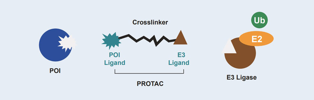 hjc黄金城 PROTAC 藥物發現技術服務平台