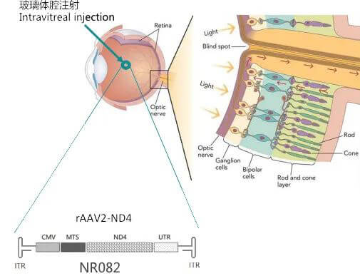 8-圖片來自：紐福斯生物.jpg