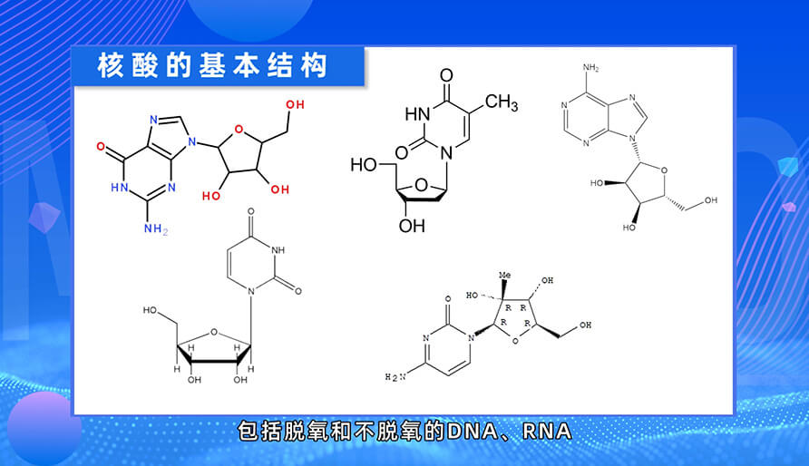 核酸藥物的基本結構是什麽