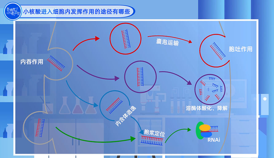 小核酸進入細胞內發揮作用的途徑有哪些？