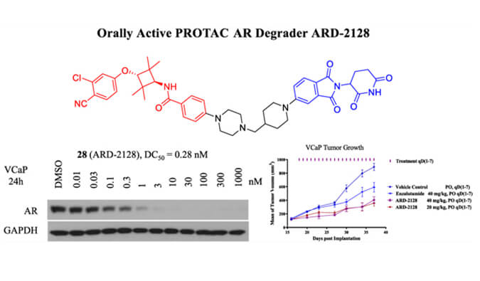 ARD-2128是一種PROTAC AR降解劑，具有出色的血漿和微粒體穩定性，體外穩定性和PK研究通過hjc黄金城進行