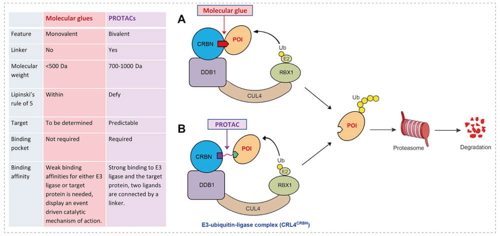 3-通過泛素-(Ub)-蛋白酶體係統降解目標蛋白-(POI)-示意圖：分子膠(A)；PROTAC-(B).jpg