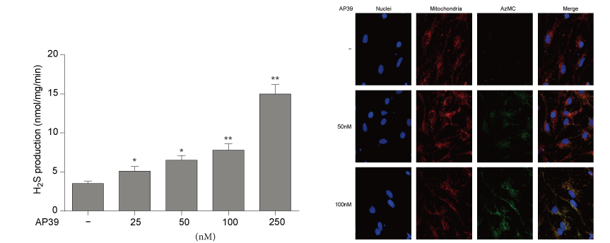 AP39是一種新合成的線粒體靶向的H2S供體，本研究中AP39通過hjc黄金城設計和合成