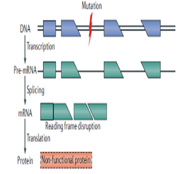 圖1-基因突變影響開放閱讀框而不能形成有功能的蛋白.jpg