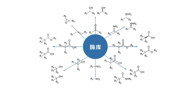 酶庫.jpg