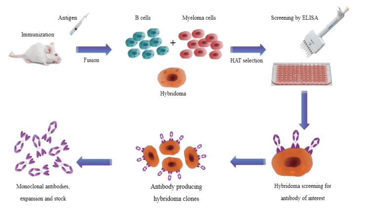 雜交瘤抗體製備流程.png