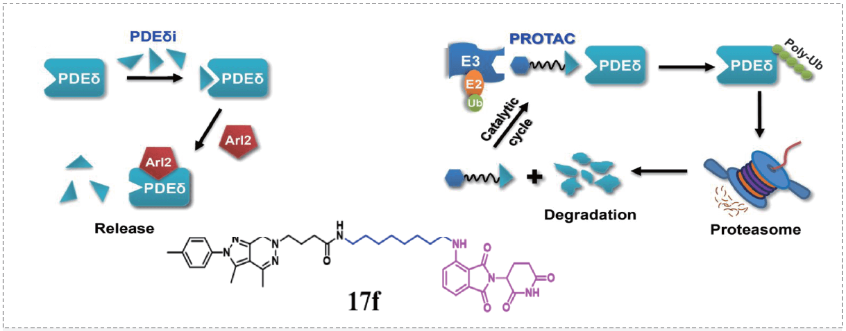 PROTAC策略和KRAS-PDEδ抑製劑Compound 17f.png