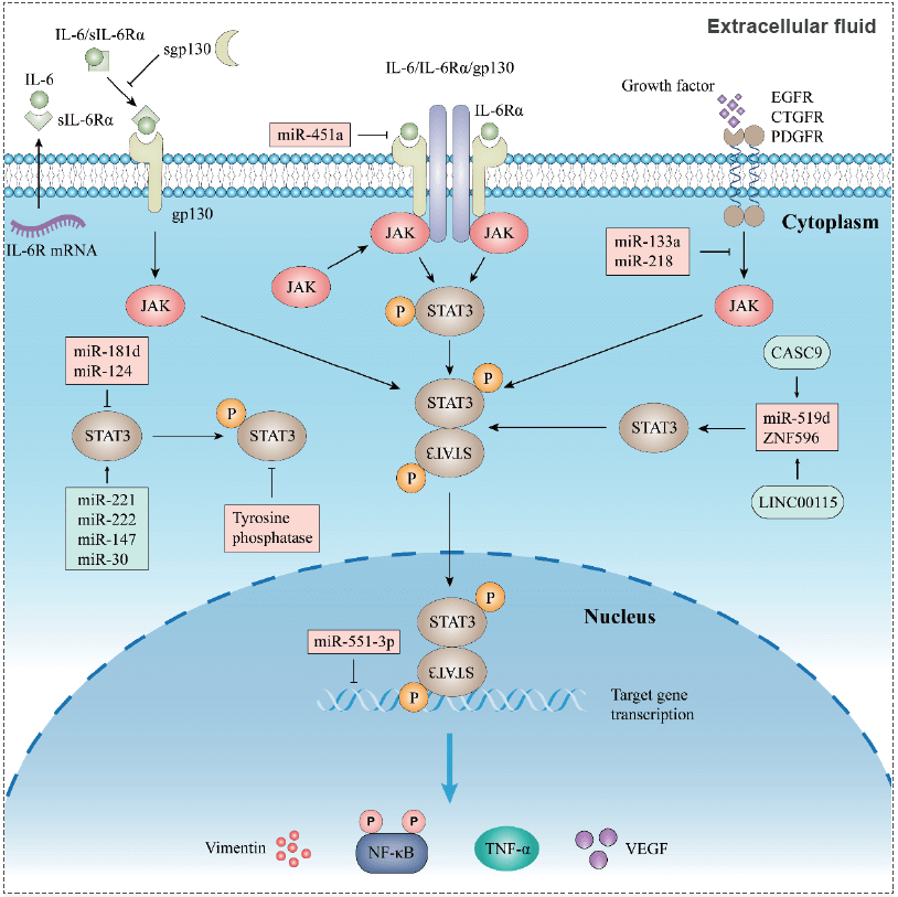 IL-6/JAK/STAT3信號通路.jpg