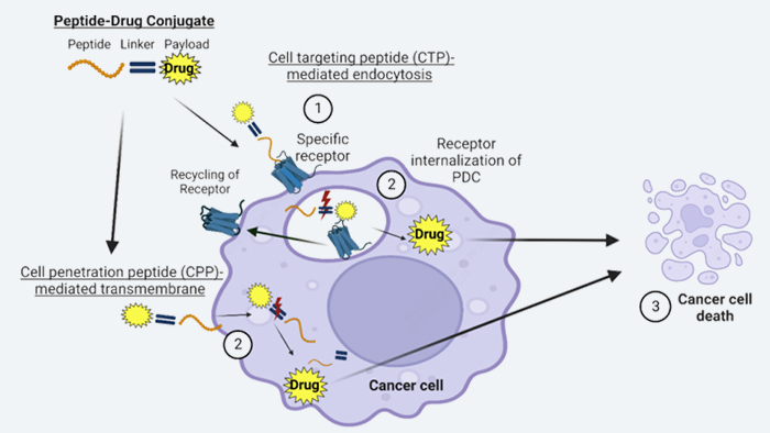 多肽偶聯藥物（PDC）作用機製.jpg