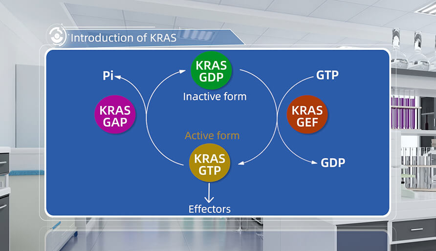 KRAS簡介