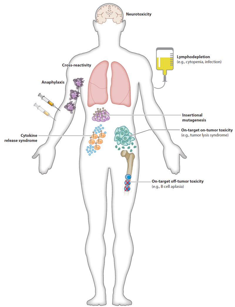 與CAR-T細胞療法相關的潛在毒性.jpg