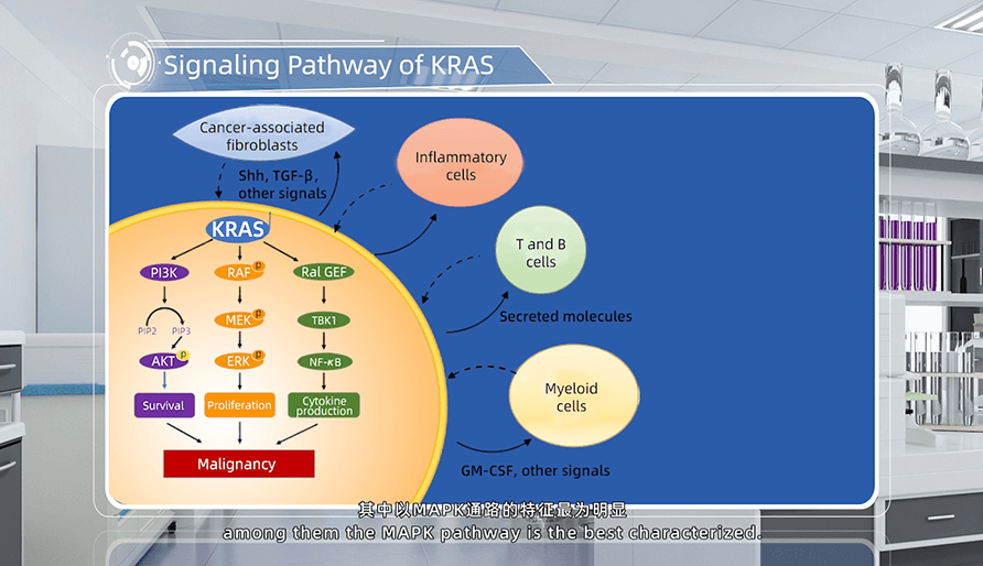 KRAS的信號通路