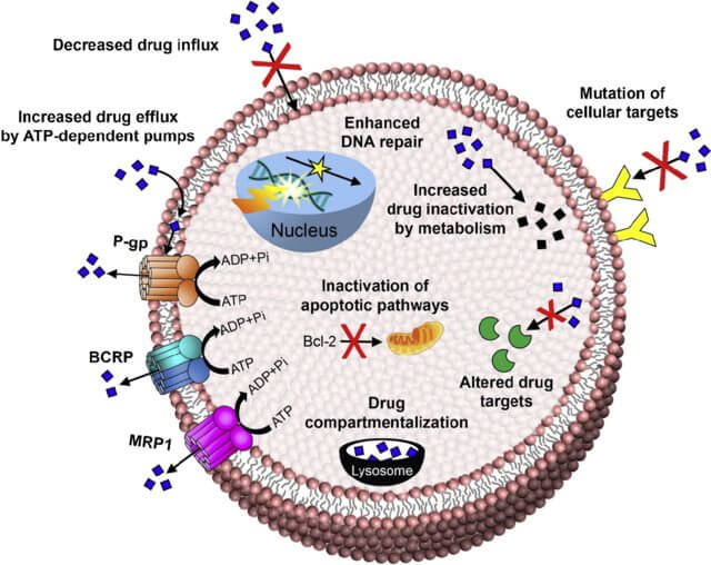 圖1.-Mechanisms-of-Drug-Resistance.jpg