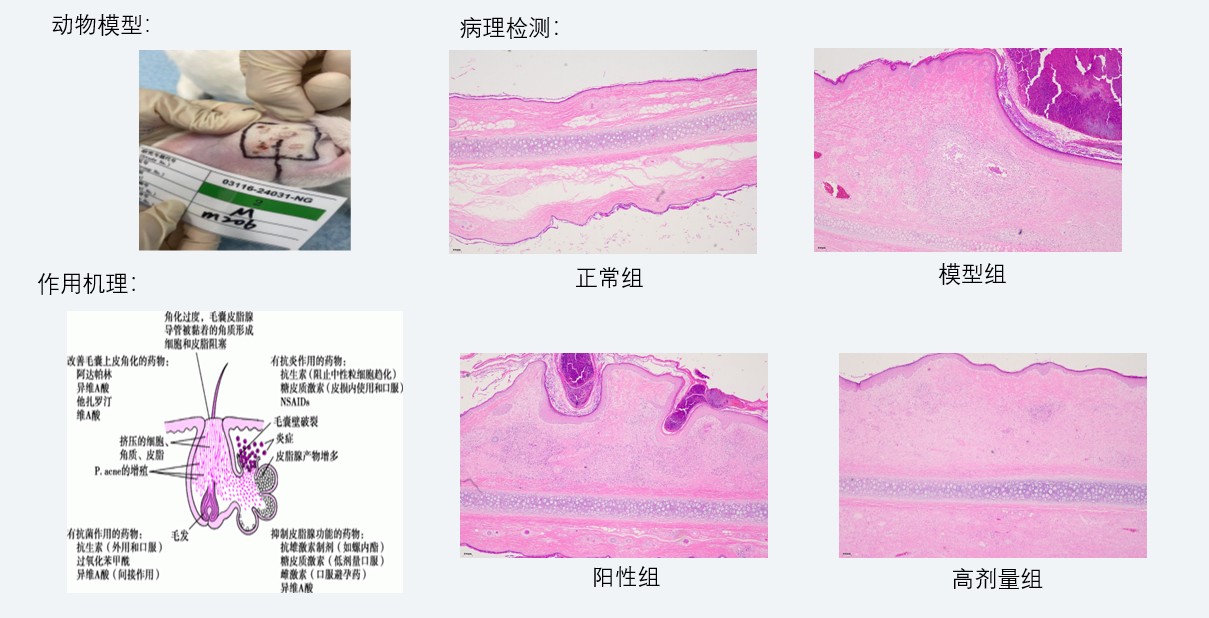 案例3：新西蘭兔痤瘡藥效研究.jpg