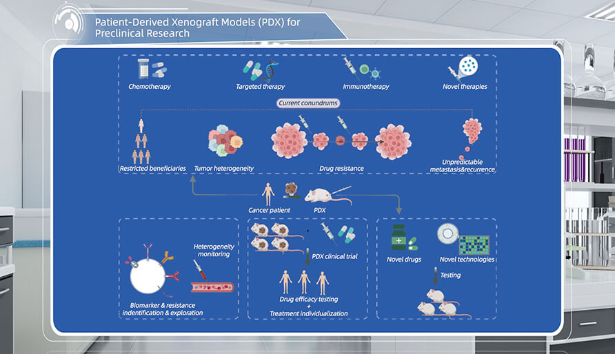 什麽是臨床前研究的PDX（人源腫瘤異種移植）模型？